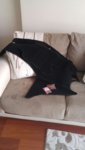 IMG-20170310-WA0015.jpg